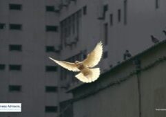 White dove of peace conflict resolution ccbizadivors.com